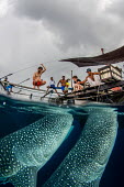 Whale shark visit a fishing boat for spare catch shark,sharks,sharks and rays,elasmobranch,elasmobranchs,elasmobranchii,marine,marine life,sea,sea life,ocean,oceans,water,underwater,aquatic,fish,giant,big,feeding,tourism,ecotourism,interaction,human