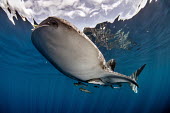 Whale shark with remora hitching a ride shark,sharks,sharks and rays,elasmobranch,elasmobranchs,elasmobranchii,marine,marine life,sea,sea life,ocean,oceans,water,underwater,aquatic,fish,giant,big,negative space,shark sucker,remora,feeding,f