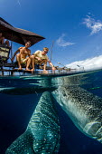 Tourists enjoy whale shark visiting a fishing boat for spare catch shark,sharks,sharks and rays,elasmobranch,elasmobranchs,elasmobranchii,marine,marine life,sea,sea life,ocean,oceans,water,underwater,aquatic,fish,giant,big,feeding,tourism,ecotourism,interaction,human