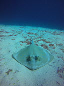 A bluespotted stingray in the sand ray,rays,sharks and rays,elasmobranch,elasmobranchs,elasmobranchii,predator,bluespotted maskray,sand,sea floor,benthic,underwater,sea creature,marine,marine life,blue,negative space,Bluespotted stingr