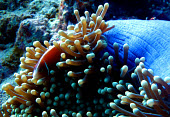 A pink anemonefish stays among the anemone for protection anemonefish,false skunkstriped anemonefish,pink skunk clown,salmon clownfish,whitebanded anemonefish,fish,anemone,actiniaria,sea anemone,symbiosis,symbiotic,relationship,habitat,home,protection,sea li