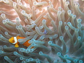 Clown fish and a cleaner shrimp in an anemone clown fish,clownfish,common clown fish,false clown anemonefish,false percula clown fish,false percula clownfish,ocellaris clown fish,ocellaris clownfish,orange clown fish,orange clownfish,anemonefish,