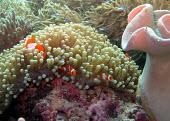 Clown fish living in an anemone clown fish,clownfish,common clown fish,false clown anemonefish,false percula clown fish,false percula clownfish,ocellaris clown fish,ocellaris clownfish,orange clown fish,orange clownfish,anemonefish,