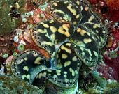 Giant clam open clam,clams,shell,reef,reef life,sea life,sea,sea creature,ocean,marine,marine life,mollusc,molluscs,shellfish,bivalve,filter,filter feeder,pattern,mouth,Giant clam,Tridacna gigas,Bivalvia,Bivalves,Mol