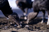 American black vulture scavenging for turtle eggs on the beach vulture,black vulture,food,eggs,egg,turtle,turtles,coast,coastal,shore,tide,prey,young,scavenge,beach,nest,scavenger,carnivore,bird,birds,birdlife,avian,aves,Americas,Central America,Costa Rica,rainfo