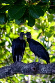American black vulture perched in a tree vulture,black vulture,tree,perch,perching,perched,pair,scavenger,carnivore,bird,birds,birdlife,avian,aves,Americas,Central America,Costa Rica,rainforest,tropical,tropics,American black vulture,Coragyp