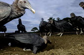 American black vulture dig up a turtle nest scavenging for eggs vulture,black vulture,food,eggs,egg,turtle,turtles,coast,coastal,shore,tide,prey,young,scavenge,beach,nest,scavenger,carnivore,bird,birds,birdlife,avian,aves,Americas,Central America,Costa Rica,rainfo