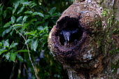 American black vulture nesting in a tree vulture,black vulture,scavenger,nest,nesting,perch,perched,perching,carnivore,bird,birds,birdlife,avian,aves,Americas,Central America,Costa Rica,rainforest,tropical,tropics,American black vulture,Cora
