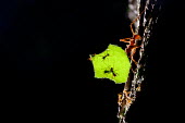 A leaf-cutter ant carrying a piece of leaf ant,leaf cutter ant,leaf cutter,insect,insects,invertebrate,invertebrates,ants,worker,gardener,gardening,macro,close up,jungle,jungles,forest,forests,Americas,Central America,Costa Rica,rainforest,tro