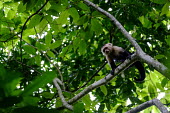 White-throated capuchin surveying the jungle below capuchin,monkey,monkeys,primates,primate,climb,climbing,arboreal,tree,jungle,jungles,forest,forests,Americas,Central America,Costa Rica,rainforest,tropical,tropics,White-throated capuchin,Cebus capuci