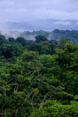 A view over the misty canopy of Costa Rican rainforest jungle,jungles,forest,forests,habitat,environment,tree,trees,canopy,landscape,Americas,Central America,Costa Rica,rainforest,tropical,tropics,Spanish