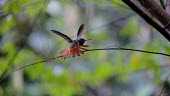 A hummingbird with its orange tail feathers on display nectar,flower,flight,flying,fly,feather,feathers,orange,plumage,wings,wing,wingbeat,hummingbird,hummingbirds,humming bird,bird,birds,birdlife,avian,Americas,Central America,Costa Rica,rainforest,shall