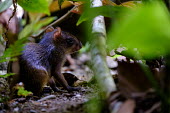 Central American agouti amongst the vegetation of the forest floor agouti,agoutis,rodent,rodents,jungle,jungles,leaf litter,forage,foraging,paws,Americas,Central America,Costa Rica,rainforest,tropical,tropics,Central American agouti,Dasyprocta punctata,Chordates,Chor