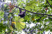 A brown-throated three-toed sloth hangs from a tree sloth,sloths,three-toed sloth,climb,climbing,arboreal,mammal,mammals,Americas,Central America,Costa Rica,rainforest,tropical,tropics,jungle,jungles,fur,wet,claw,claws,grip,canopy,Brown-throated three-