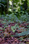 Central American agouti foraging in the leaf litter agouti,agoutis,rodent,rodents,jungle,jungles,leaf litter,forage,foraging,paws,Americas,Central America,Costa Rica,rainforest,tropical,tropics,Central American agouti,Dasyprocta punctata,Chordates,Chor