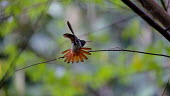 A hummingbird with its orange tail feathers on display bill,nectar,flower,flight,flying,fly,feather,feathers,orange,plumage,wings,wing,wingbeat,hummingbird,hummingbirds,humming bird,bird,birds,birdlife,avian,Americas,Central America,Costa Rica,rainforest,