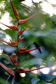 A hummingbird sits on a tropical plant (Heliconiaceae spp.) hummingbird,hummingbirds,humming bird,bird,birds,birdlife,avian,plant,plants,plantlife,tropical plant,Plantae,Angiosperms,Monocots,Commelinids,Zingiberales,Heliconiaceae,Americas,Central America,Costa
