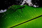 The silhouette of a lizard, as it sits on top of a palm leaf lizard,lizards,leaf,palm,jungle,jungles,forest,forests,silhouette,feet,foot,toe,toes,claw,claws,climb,climber,light,Americas,Central America,Costa Rica,rainforest,tropical,tropics,Animalia,Chordata,Re