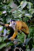 A squirrel monkey relaxes on a tree branch ant,leaf cutter ant,leaf cutter,insect,insects,invertebrate,invertebrates,ants,worker,gardener,gardening,macro,close up,jungle,jungles,forest,forests,Americas,Central America,Costa Rica,rainforest,tro