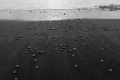 Newly hatched olive ridley turtles makes their way to the sea juvenile,baby,babies,young,hatchling,beach,journey,life,migration,sand,coast,coastal,vulnerable,exposed,prey,black and white,olive ridley,ridley turtle,sea turtle,sea turtles,turtle,turtles,shell,rept