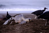 An olive ridley turtle  surrounded by vultures as it lays its eggs nesting,lay,laying,beach,coast,coastal,shore,vulture,black vulture,scavenger,scavenge,olive ridley,ridley turtle,sea turtle,sea turtles,turtle,turtles,shell,reptile,reptiles,Americas,Central America,C
