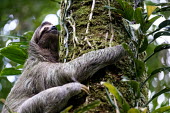 Brown-throated three-toed sloth climbing a tree sloth,sloths,three-toed sloth,climb,climbing,arboreal,mammal,mammals,Americas,Central America,Costa Rica,rainforest,tropical,tropics,jungle,jungles,Brown-throated three-toed sloth,Bradypus variegatus,