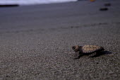 Newly hatched olive ridley turtle makes its way to the sea juvenile,baby,young,hatchling,beach,sand,coast,coastal,vulnerable,exposed,prey,olive ridley,ridley turtle,sea turtle,sea turtles,turtle,turtles,shell,reptile,reptiles,Americas,Central America,Costa Ri