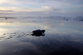 Newly hatched olive ridley turtle makes its way to the sea juvenile,baby,young,hatchling,beach,sand,coast,coastal,vulnerable,exposed,prey,journey,olive ridley,ridley turtle,sea turtle,sea turtles,turtle,turtles,shell,reptile,reptiles,Americas,Central America,