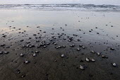 Newly hatched olive ridley turtles makes their way to the sea juvenile,baby,babies,young,hatchling,beach,journey,life,migration,sand,coast,coastal,vulnerable,exposed,prey,tide,shore,surf,olive ridley,ridley turtle,sea turtle,sea turtles,turtle,turtles,shell,rept