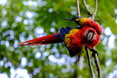 A scarlet macaw peers at the camera from the trees macaw,macaws,bird,birds,birdlife,avian,aves,wings,feathers,bill,plumage,parrot,parrots,colour,colourful,red,Americas,Central America,Costa Rica,rainforest,tropical,tropics,Scarlet macaw,Ara macao,Parr