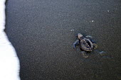 Newly hatched olive ridley turtle experiences water for the first time juvenile,baby,young,hatchling,beach,sand,coast,coastal,vulnerable,exposed,prey,journey,olive ridley,ridley turtle,sea turtle,sea turtles,turtle,turtles,shell,reptile,reptiles,Americas,Central America,