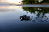Newly hatched olive ridley turtle makes its way to the sea juvenile,baby,young,hatchling,beach,sand,coast,coastal,vulnerable,exposed,prey,journey,olive ridley,ridley turtle,sea turtle,sea turtles,turtle,turtles,shell,reptile,reptiles,Americas,Central America,