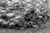 Olive ridley turtle hatchlings emerge to net protection, soon to be released juvenile,baby,babies,young,hatchling,beach,journey,net,conservation,release,protect,protection,protected,vulnerable,black and white,olive ridley,ridley turtle,sea turtle,sea turtles,turtle,turtles,she