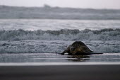 An olive ridley turtle laying eggs on a beach at night beach,coast,coastal,shore,tide,surf,shallow focus,negative space,olive ridley,ridley turtle,sea turtle,sea turtles,turtle,turtles,shell,reptile,reptiles,Americas,Central America,Costa Rica,tropical,tr