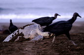 An olive ridley turtle  surrounded by vultures as it lays its eggs nesting,lay,laying,beach,coast,coastal,shore,vulture,black vulture,scavenger,scavenge,olive ridley,ridley turtle,sea turtle,sea turtles,turtle,turtles,shell,reptile,reptiles,Americas,Central America,C