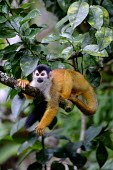 A squirrel monkey relaxes on a tree branch relax,relaxed,relaxing,rest,resting,branch,tree,canopy,arboreal,squirrel monkey,monkey,monkeys,primate,primates,mammal,mammals,Americas,Central America,Costa Rica,rainforest,tropical,tropics,forest,fo