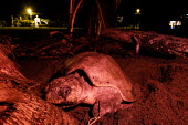 An olive ridley turtle  surrounded by vultures as it lays its eggs nesting,nest,lay,laying,pregnant,female,beach,sand,coast,coastal,vulnerable,exposed,journey,olive ridley,ridley turtle,sea turtle,sea turtles,turtle,turtles,shell,reptile,reptiles,Americas,Central Ame