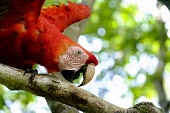 Scarlet macaw climbing along a tree branch macaw,macaws,bird,birds,birdlife,avian,aves,wings,feathers,bill,plumage,parrot,parrots,colour,colourful,red,Americas,Central America,Costa Rica,rainforest,tropical,tropics,Scarlet macaw,Ara macao,Parr