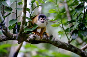 Squirrel monkey in a tree sitting,sit,watching,mischief,mischievous,bold,branch,tree,canopy,arboreal,squirrel monkey,monkey,monkeys,primate,primates,mammal,mammals,Americas,Central America,Costa Rica,rainforest,tropical,tropic