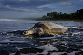 An olive ridley turtle makes its way back into the sea olive ridley,ridley turtle,sea turtle,sea turtles,turtle,turtles,shell,reptile,reptiles,Americas,Central America,Costa Rica,tropical,tropics,invertebrate,invertebrates,marine invertebrate,marine inver