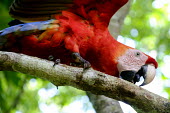 Scarlet macaw climbing along a tree branch macaw,macaws,bird,birds,birdlife,avian,aves,wings,feathers,bill,plumage,parrot,parrots,colour,colourful,red,Americas,Central America,Costa Rica,rainforest,tropical,tropics,Scarlet macaw,Ara macao,Parr