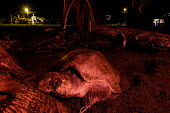 An olive ridley turtle makes its way back into the sea nesting,nest,lay,laying,pregnant,female,beach,sand,coast,coastal,vulnerable,exposed,journey,olive ridley,ridley turtle,sea turtle,sea turtles,turtle,turtles,shell,reptile,reptiles,Americas,Central Ame