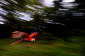 An action shot of a scarlet macaw flying action,flight,fly,flying,wings,wing,aerial,macaw,macaws,bird,birds,birdlife,avian,aves,feathers,bill,plumage,parrot,parrots,colour,colourful,red,Americas,Central America,Costa Rica,rainforest,tropical