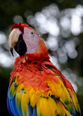 A scarlet macaw showing its multi-coloured plumage close up,shallow focus,negative space,face,bill,bokeh,macaw,macaws,bird,birds,birdlife,avian,aves,wings,feathers,plumage,parrot,parrots,colour,colourful,red,Americas,Central America,Costa Rica,rainfor