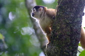 Squirrel monkey sitting in a tree sitting,sit,watching,branch,tree,canopy,arboreal,squirrel monkey,monkey,monkeys,primate,primates,mammal,mammals,Americas,Central America,Costa Rica,rainforest,tropical,tropics,forest,forests,bokeh,sha