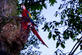 A scarlet macaw nest in the stump of an old tree limb macaw,macaws,bird,birds,birdlife,avian,aves,wings,feathers,bill,plumage,parrot,parrots,colour,colourful,red,Americas,Central America,Costa Rica,rainforest,tropical,tropics,Scarlet macaw,Ara macao,Parr