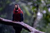 A scarlet macaw perched on a branch in the rain wet,rain,rainy,exposed,perch,perched,perching,branch,tree,arboreal,macaw,macaws,bird,birds,birdlife,avian,aves,wings,feathers,bill,plumage,parrot,parrots,colour,colourful,red,Americas,Central America,