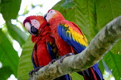 A pair of scarlet macaw perching in a tree Ben Cherry pair,couple,romance,valentine,valentines,mates,macaw,macaws,bird,birds,birdlife,avian,aves,wings,feathers,bill,plumage,parrot,parrots,colour,colourful,red,Americas,Central America,Costa Rica,rainforest,tropical,tropics,Scarlet macaw,Ara macao,Parrots,Psittaciformes,Chordates,Chordata,Aves,Birds,Parakeets, Macaws, Parrots,Psittacidae,Rainforest,macao,Ara,South America,Animalia,Herbivorous,Sub-tropical,Savannah,Least Concern,Riparian,Flying,Arboreal,Appendix I,IUCN Red List,Spanish