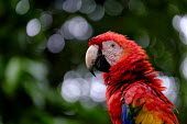 Side profile of a scarlet macaw close up,shallow focus,negative space,face,bill,bokeh,macaw,macaws,bird,birds,birdlife,avian,aves,wings,feathers,plumage,parrot,parrots,colour,colourful,red,Americas,Central America,Costa Rica,rainfor