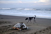 A feral dog patrolling the beach as an olive ridley turtle returns to the sea beach,coast,coastal,shore,tide,journey,dog,canine,feral,scavenge,scavenger,olive ridley,ridley turtle,sea turtle,sea turtles,turtle,turtles,shell,reptile,reptiles,Americas,Central America,Costa Rica,t